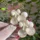 ⁦سيت ثنائي قراصة شعر بتصميم الكرز⁩ - الصورة ⁦4⁩